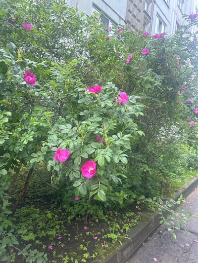 In Posyolok Imeni Morozova, Russia, a rose bush with vibrant pink blossoms is situated next to a grey concrete curb and asphalt road. The bush is dense with green leaves and interspersed with numerous flowers, some in full bloom and others as buds. The background shows a portion of a grey, multi-story building with a facade featuring a grid pattern of window frames. Scattered petals from the rose bush are visible on the ground and the curb. The scene appears to be an outdoor urban environment.