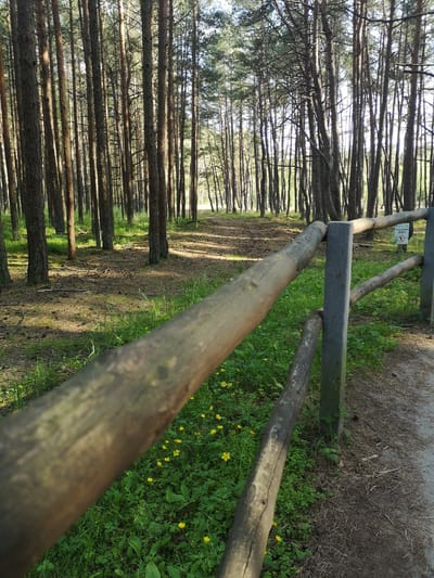 This is a medium-shot, eye-level photograph taken in the city of Rybachy, Russia. The image features a wooden fence in the foreground, partially obscuring a path and a forest of tall, slender pine trees. The ground is covered with green grass, small yellow wildflowers, and pine needles. Sunlight filters through the trees, casting dappled shadows on the forest floor. A sign with a pictogram of a person walking and a circle with a slash through it, possibly indicating a "no walking" or "restricted area" zone, is visible on a post to the right of the fence. The fence itself is constructed of rough-hewn wooden logs supported by gray metal posts. The overall scene suggests a natural, outdoor environment, likely a park or nature trail.