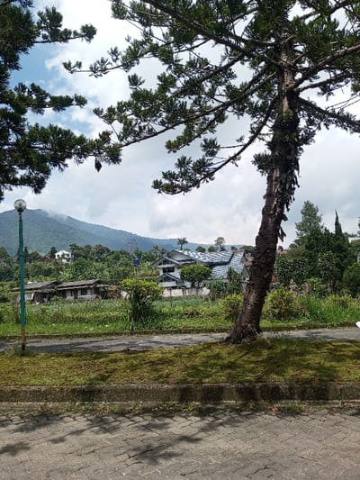 The image depicts an outdoor landscape within the city of Vieng Phouka, Laos, under a partly cloudy sky. The foreground features a grey interlocking paver surface, casting dappled shadows from overhead foliage. A narrow strip of green grass with a concrete curb separates this paved area from a more expansive grassy patch and cultivated ground. A large tree with a thick, textured, dark brown trunk and dense green coniferous foliage dominates the right side of the frame, with its branches extending into the upper corners. On the far left, a green pole supports a spherical streetlamp fixture.
In the midground, beyond the grassy area, a series of structures are visible. To the left, several low-rise, older buildings with dark roofs appear nestled among dense vegetation. To the right, a more contemporary multi-story white building with a distinctive blue-grey tiled roof and multiple gables stands, surrounded by manicured shrubs. Further uphill in the background, another white building is partially discernible amidst a dense forest.
The background is characterized by lush green, tree-covered mountains, with their upper reaches partially obscured by white clouds against a pale blue sky. No individuals or specific actions are observed within the scene.