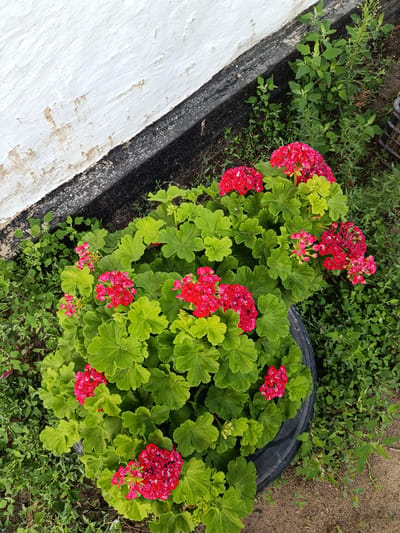 A close-up, high-angle shot shows a potted plant with bright pink and red geranium flowers and vibrant green leaves. The pot is black and appears to be made from recycled material, possibly an old tire. The plant is situated next to a white textured wall that has some peeling paint and a black border. Surrounding the pot is dry soil and a variety of green vegetation. The scene is outdoors, with no people visible. The overall impression is one of natural beauty against a rustic backdrop. It is unclear if this location is in the city of Койлык, Kazakhstan.
