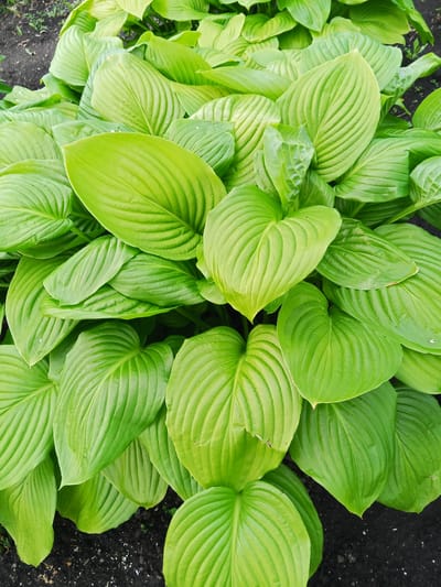 This media file is a close-up, overhead shot of a lush bed of hosta plants, likely in a garden setting. The leaves are large, vibrant green, and have prominent, parallel veins that run from the base to the pointed tip. The texture of the leaves appears smooth and somewhat glossy. The plants are densely packed, creating a full and textured appearance. The background consists of dark soil, with a few small green weeds visible in the upper left corner. The lighting suggests it could be daytime, with natural light illuminating the leaves. There is no visible text in the image. The scene evokes a sense of natural beauty and a healthy, thriving garden environment, possibly in Panino, Russia, given the location context.