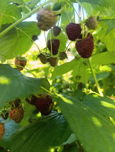 In Kalynivka, Ukraine, a close-up shot captures a raspberry bush laden with ripe and unripe berries, nestled amongst lush green leaves. The sun filters through the foliage, casting dappled light and creating bright highlights. Some raspberries are a deep red, indicating ripeness, while others are a lighter reddish-brown and still developing. The texture of the berries, with their individual drupelets, is clearly visible. The background is softly blurred, suggesting an outdoor environment.