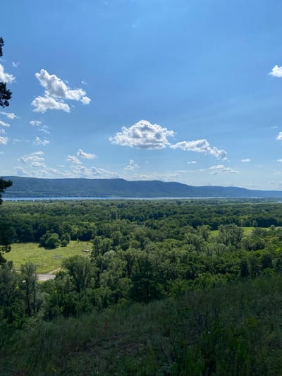 The image depicts a panoramic view of a natural landscape from an elevated vantage point. The foreground is dominated by dark, textured vegetation, suggesting a grassy slope covered in wildflowers and tall grasses, some of which are in shadow. A winding dirt road is visible in the mid-ground, cutting through a bright green, open field. Beyond the field, a dense, lush forest stretches across the landscape, characterized by a variety of trees with dark green foliage. In the distance, a wide, calm body of water, likely a river or lake, separates the forest from a range of low, blue-green mountains or hills that form the horizon. The sky above is a clear, bright blue, dotted with fluffy white cumulus clouds, indicative of fair weather. The scene appears to be located in the vicinity of Mastryukovo, Russia, given the context provided, and captures a serene, natural environment under a summer sky. There are no people or animals visible in the frame.