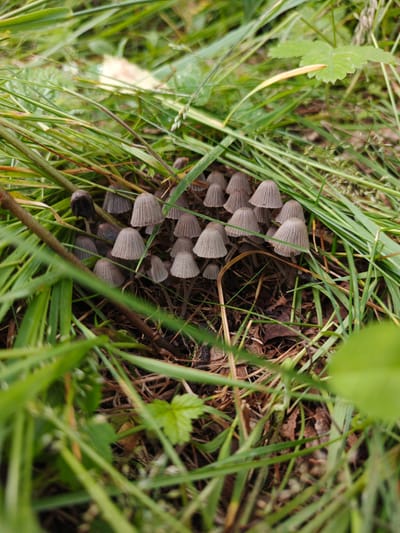 A cluster of small, delicate mushrooms with conical, greyish-brown caps and thin stems are growing amongst tall, green grass. The mushrooms are tightly packed together, some appearing to be in various stages of development. Their caps are ribbed, and the gills underneath are clearly visible on some. The scene is set in a natural, grassy environment, possibly a forest floor or meadow, with dry leaves and twigs also present on the ground. The lighting suggests it might be daytime, but the exact time is unclear. There is no indication of weather conditions, but the presence of lush grass suggests it's not a dry period. The location is Urtiushka, Russia. The image focuses on the mushrooms and their immediate surroundings, with the foreground and background blurred, creating a shallow depth of field. No people, text, or specific events are depicted. The overall mood is one of quiet observation of nature's details.