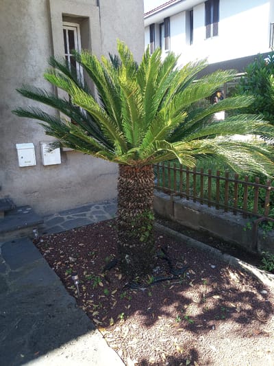 This image shows a sago palm tree planted in a bed of dark red gravel in front of a building with a gray, stucco-like exterior. To the left of the palm tree, there are two white mailboxes mounted on the wall and a set of dark gray stone steps leading upwards. To the right of the palm tree, a low, weathered wooden fence with vertical slats runs along a concrete border. Behind the fence, greenery and another building with white walls and dark shutters are visible. The ground is covered with gravel, scattered leaves, and small green plants. The scene appears to be outdoors, in a residential or commercial area. There are no people visible in the image. The sunlight casts shadows from the palm tree onto the gravel. The location is identified as Castellfollit de la Roca, Spain.