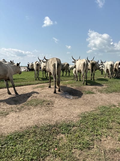 The media file shows a herd of light-colored cattle, likely cows, standing in a line on a dirt path adjacent to a grassy field. The cattle have prominent horns and are facing towards the right side of the frame. The image is taken from a low angle, looking up at the animals against a bright blue sky with scattered white clouds. The sun is high in the sky, indicating it is daytime, likely midday. The environment appears to be rural, possibly a pasture or a cattle ranch in Dobeli, Nigeria, given the context. The cattle are the primary subjects, and their sheer number suggests a large herd. There are no people visible in the media file. The activity is simply the cattle standing together, perhaps resting or waiting. The notable details include the clear sky, the presence of grass and dirt, and the prominent horns of the cattle. There is no visible text in the media file.