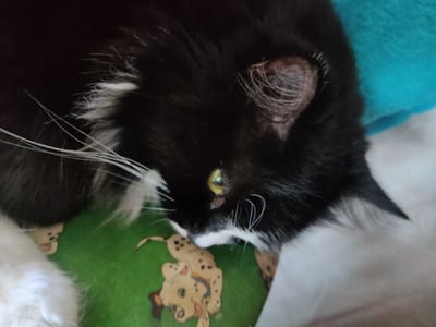 A close-up, overhead shot shows a black and white cat lying down. The cat's fur is long and appears fluffy. Its body is mostly black with white markings on its chest, chin, and a tuft of white on its head. One of the cat's eyes is visible, appearing to be a yellowish-green. The cat is resting on a green surface with a cartoonish depiction of a spotted dog on it. To the upper right, a portion of a teal-colored object, possibly a blanket or pillow, is visible. The overall lighting suggests it is daytime, but the setting is indoors, with no specific environmental cues visible. The cat's expression is calm and relaxed. There is no visible text in the image.