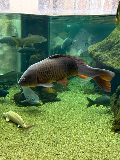 This image captures an underwater scene inside a freshwater aquarium, located in the city of Mora, Portugal. A prominent, large common carp (*Cyprinus carpio*) with dark, distinct scales and reddish-orange fins (pectoral, pelvic, anal, caudal) is positioned in the mid-foreground, swimming horizontally from left to right. Its mouth and barbels are visible.

The aquarium contains multiple other fish species. Several additional carp-like fish are present in the mid and distant background at varying depths. On the light-colored, greenish gravel substrate, at least two elongated, lighter-bodied fish, resembling sturgeon, are visible in the lower-left and mid-left areas, one partially obscured by the foreground carp. A smaller, dark fish is also visible on the gravel in the lower-right.

The aquatic environment features a floor covered in fine, pale, greenish gravel and includes large, algae-covered rocks providing naturalistic landscaping, particularly noticeable on the right side of the frame and in the background. The water is clear, and the upper section of the image shows the water surface with reflections on the aquarium's glass panel, revealing distorted external elements, including a mirrored "Я oood" text or logo.