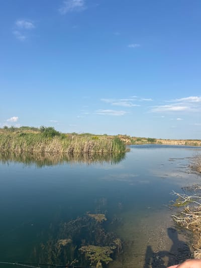 This image depicts an outdoor natural scene in Pamidovo, Bulgaria, dominated by a tranquil body of water under a clear blue sky. The sky, occupying the upper portion of the frame, is a vibrant azure with scattered, sparse white cumulus clouds.
The water body stretches across the midground and foreground, appearing calm with subtle ripples, reflecting the blue sky and surrounding vegetation, giving it a deep blue-green coloration. Along the left bank, a dense expanse of tall reeds, primarily green with some drier, yellowish stalks, lines the water's edge. Behind the reeds, a slightly elevated terrain is covered with various green bushes and grasses, interspersed with small patches of yellow flowering plants.
The right side of the water features a sandy, light brown to darker earthen bank that gradually slopes into the water. This bank is less vegetated, displaying some dry twigs and branches along its edge. Submerged aquatic vegetation, appearing as dark green leafy plants and long strands, is visible through the water's clarity, especially in the lower-left and central-right sections of the foreground.
In the immediate lower-right foreground, a distinct human shadow, consistent with a person holding a camera or phone, is cast onto the sandy bank. A thin, dark line, suggestive of a fishing line, extends from the lower-left corner diagonally into the water. The far end of the water body, in the distant midground, shows more sandy banks on either side, partially covered with sparse vegetation, where the water appears to narrow and curve. The scene is brightly illuminated by natural daylight.