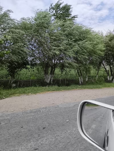 In Kichik-Turk, Uzbekistan, a dirt road is bordered by lush green foliage and a line of trees with white-painted trunks. The trees are full of dense, feathery green leaves that appear to be swaying in the wind, suggesting a breezy day. In the foreground, a car's side mirror reflects the road and the surrounding scenery, giving a partial view of the vehicle and the environment from a moving perspective. The sky above is partly cloudy, with white clouds scattered across a pale blue expanse. The overall scene depicts a rural or semi-rural roadside environment on a day with moderate weather conditions.