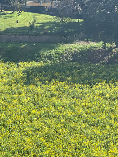 A vibrant field of yellow wildflowers dominates the scene, transitioning to a green grassy area with trees on the left. A small path cuts through the grass. The sky is obscured, but the overall impression is one of lush greenery and natural beauty. A building is partially visible on the left.