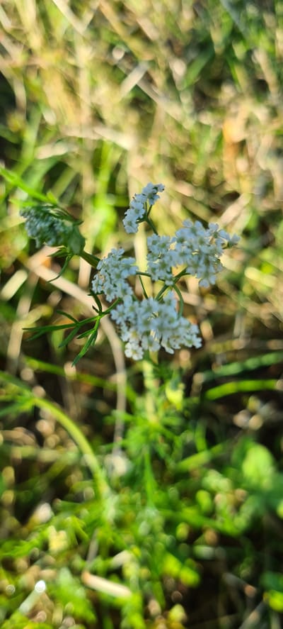 A close-up, vertical shot focuses on delicate white flowers amidst a blurred green and yellow background. The flowers are clustered on thin green stems, with some appearing as small, intricate umbels. The background consists of out-of-focus foliage, suggesting a natural, outdoor setting. The lighting indicates it may be late afternoon or early morning, with soft sunlight illuminating the scene and creating bokeh effects in the background. The image does not contain any people or specific identifiable landmarks in Deutschnofen - Nova Ponente, Italy.