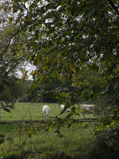 The image displays a rural pasture scene in Giverny, France, viewed through dense, leafy tree branches in the immediate foreground. The foreground foliage consists of numerous green and yellow-green leaves on dark branches, some appearing as twigs at the bottom. In the midground, a vibrant green grassy field is visible, occupied by three light-colored cattle. One prominent white cow is positioned centrally, with its head lowered, actively grazing the grass. A second pale cow stands further back and to the right of the first, also appearing to graze. A third light-colored cow is located on the far right, partially obscured by the foreground branches. The background features a treeline composed of mixed green foliage, extending beneath an overcast sky.