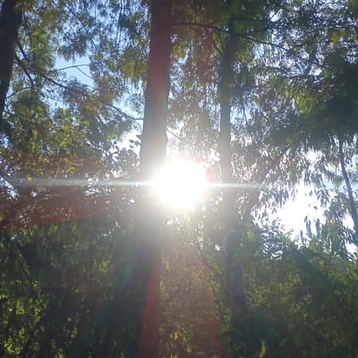 The scene is situated in Mururi, Kenya, depicting a natural, densely vegetated outdoor environment. A bright, overexposed sun is centrally positioned, slightly left, emitting a prominent horizontal lens flare. Multiple tree trunks stand vertically, largely silhouetted against the intense light. The foreground and midground are filled with extensive green foliage, showing varied illumination from direct sunlight and shadow. Patches of clear blue sky are visible through the tree canopy, primarily in the upper half of the frame. No individuals, animals, or artificial objects are present within the captured area.
