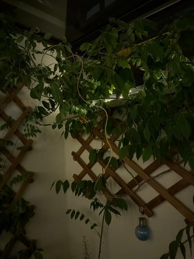 The image depicts an outdoor scene, possibly a patio or balcony, with lush green foliage and a wooden lattice structure against a textured white wall. A small, light blue bulb, possibly a decorative lamp, hangs from the lattice. The lighting is dim, suggesting it is either dusk or nighttime, with some artificial lights visible in the background among the leaves. The plants appear to be climbing or trailing vines, with many leaves and some thin tendrils. The scene is located in Poing, Germany.