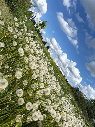 The image depicts a field of dandelions gone to seed in Ol'khovo, Russia. The sky is blue with scattered, puffy white clouds. In the background, yellow flowers are mixed in with the grass. To the left, a tree branch with green leaves is visible, along with some bushes. In the distance, glimpses of houses are seen.