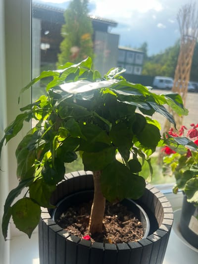 A potted plant with large green leaves sits on a windowsill. The plant is in a dark gray planter with a ribbed texture. Sunlight streams in from the window, illuminating the leaves. Through the window, a blurry background shows a building, trees, and a white van. To the right of the main plant, another potted plant with red flowers is partially visible. The overall scene suggests an indoor setting near a window with an outdoor view.