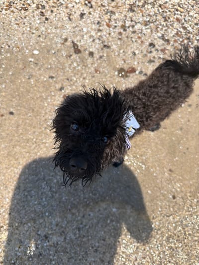 The image shows a close-up, overhead view of a small black dog on a sandy beach. The dog is wet, with its fur matted in places, and appears to be looking up at the camera. A shadow of a person is cast on the sand to the left of the dog. The beach is composed of sand and small shells, with sunlight reflecting off the wet surfaces, creating many bright spots. The location is the beach in Aheloy, Bulgaria, under a bright, sunny sky. The dog is wearing a light-colored collar.