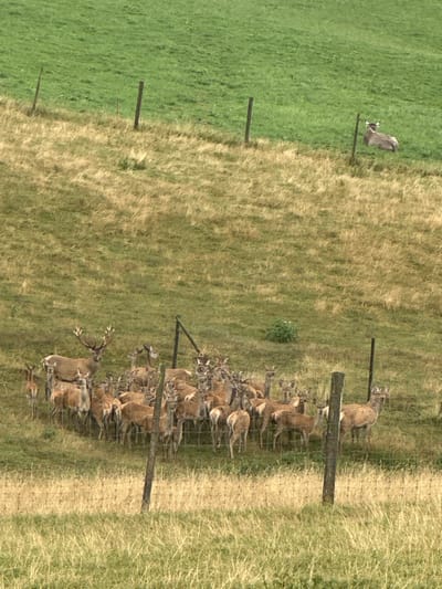 The image depicts a sloping rural landscape in Jongny, Switzerland. In the lower half of the scene, a herd of approximately 30-40 reddish-brown deer is contained within a wire mesh fence supported by dark wooden posts. One large stag with prominent antlers is visible among the deer on the left side of the cluster. The remaining deer, primarily hinds and juveniles, are grouped closely together within the enclosure. Higher on the green-grassed slope in the upper-right quadrant, a single light-colored bovine is observed lying down. The terrain transitions from lush green grass in the upper background to drier, golden-brown grass in the foreground and mid-ground, traversed by additional fence lines.