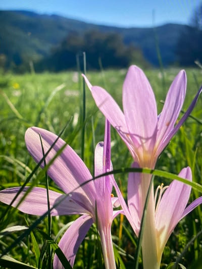 This is a close-up, low-angle outdoor photograph of purple crocus flowers in a grassy field. The flowers are in the foreground and are the primary subject, with some of their petals blurred due to the shallow depth of field. The background consists of a blurred green field, trees, and a blue sky with distant hills. The lighting suggests it is daytime, likely morning or late afternoon, with the sun casting shadows through the petals. There are no people or man-made objects visible in the image. The scene is natural and appears to be in a rural or park-like setting. The image's context as being in Purkersdorf, Austria, suggests a possible location in a park, meadow, or natural area on the outskirts of the city.