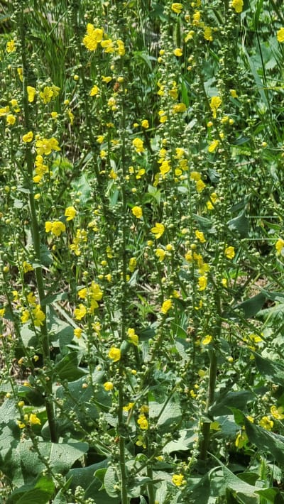 The image is a close-up, eye-level shot of several tall, green stalks of Verbascum thapsus (common mullein) in bloom. The stalks are covered in numerous small, bright yellow flowers and tightly clustered green buds. Large, fuzzy green leaves are visible at the base of the stalks. The background consists of out-of-focus green foliage and dry, light brown grass, suggesting an outdoor, natural environment. There are no people or animals in the image. The lighting suggests it is daytime, with natural sunlight illuminating the scene. The location is identified as Camprodon, Spain, a municipality in the Ripollès comarca in Girona, Catalonia.