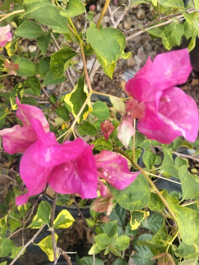 In Cotseurani, Indonesia, a close-up shot focuses on vibrant pink bougainvillea flowers with variegated green and yellow leaves. The bougainvillea are on woody stems, some of which are thorny, suggesting an outdoor setting. The background is blurred, revealing dry soil and debris, consistent with a garden or natural environment. The image captures the botanical details of the flowering plant.