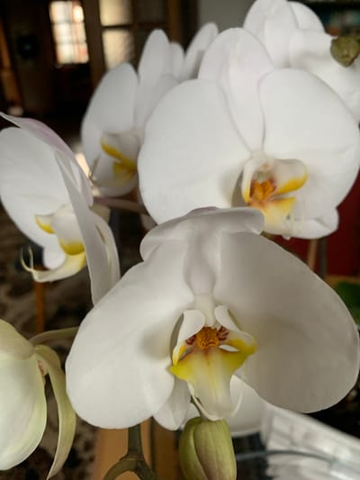 The image shows a close-up of several white Phalaenopsis orchids with yellow and red centers. The orchids are in bloom, with some buds also visible. The background is blurred, but appears to be an indoor setting with a window or door in the upper left corner, suggesting it could be in a home in Gargždai, Lithuania. The lighting is natural, coming from the window, and casts soft shadows on the flowers. The focus is on the intricate details of the orchid petals and their delicate structures.