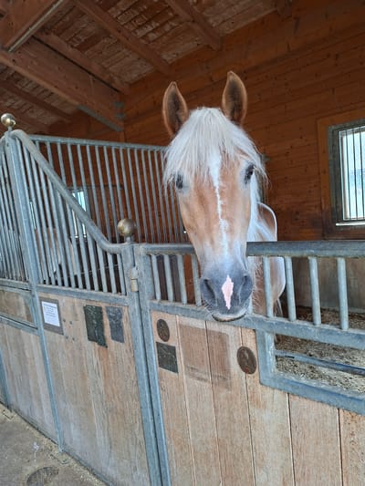 A light brown horse with a white mane and face marking is standing in a stall. The horse's head is visible from the nose up, with its ears perked forward and its eyes looking towards the camera. The stall has wooden walls and metal bars. There is bedding on the floor of the stall. The background shows more wooden stalls and a window with bars. This scene appears to be in a stable, possibly on a farm or equestrian center. The image does not provide enough information to determine the specific location within Münster, Austria.