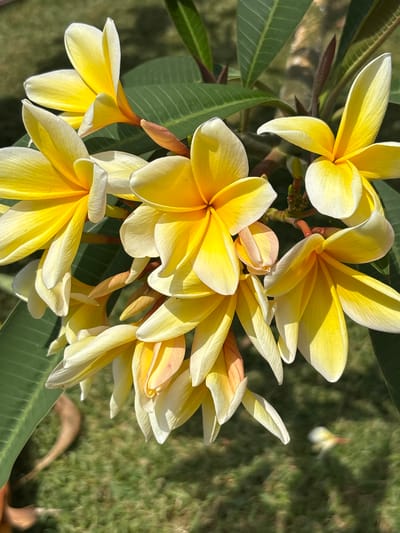 The image shows a cluster of yellow and white plumeria flowers in full bloom, likely in the city of Tezoyuca, Mexico. The flowers are arranged densely, with some buds still forming. The petals are smooth and slightly folded. The background includes green leaves and a grassy area, suggesting an outdoor setting, possibly a garden or park. Sunlight is present, creating shadows and highlights on the flowers.