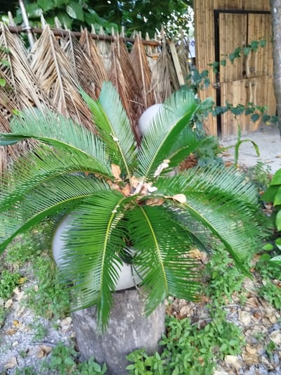 A potted cycad plant with bright green fronds sits on a rough-hewn stone base in front of a rustic bamboo structure and a fence made of dried palm fronds. The plant is the central subject, its leaves fanning outwards. Behind it, a bamboo building with a dark-framed door is visible, suggesting a tropical or beachside setting. To the left, the fence is constructed from layered, dried palm leaves, creating a textured backdrop. The ground is covered with sand, dry leaves, and small green plants. The scene appears to be outdoors, possibly in a garden or an area associated with a beach resort, given the materials used in the structures and the surrounding vegetation. The lighting suggests it is daytime, and the overall atmosphere is natural and serene. No people or text are visible in the image.