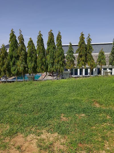 This image depicts a serene outdoor scene featuring a row of tall, slender trees planted in front of a modern building complex. The trees, predominantly green, display a slightly conical shape, with lush foliage reaching towards a clear blue sky. The building in the background features a dark, textured roof and a facade with large, rectangular windows, suggesting a commercial or residential establishment. The ground in the foreground is covered with a carpet of vibrant green grass, interspersed with patches of brown, earthy soil. The presence of a swimming pool, visible between the trees, hints at recreational facilities. There are no people visible in the frame, indicating a quiet and unoccupied environment. The overall impression is one of a well-maintained, possibly resort-like, setting in an urban or suburban area. The location is specified as Ushapa, Nigeria.