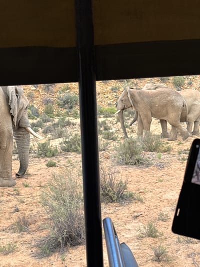 This high-angle image, rotated 90 degrees clockwise, captures a group of African elephants in a dry, semi-arid landscape, likely observed from an elevated safari vehicle.
The foreground prominently features the head and trunk of a large elephant with visible tusks, with the upper part of another elephant behind it. In the upper section of the image, two more elephants are present; one appears to be an adult, and another, smaller individual walks behind it. The elephants are a light grayish-brown color and seem to be moving or foraging.
The scene is set on sandy, light brown ground dotted with rocks and sparse vegetation, including green and dried scrub bushes. This arid environment is characteristic of the Witzenberg Local Municipality in South Africa, where the image was captured.
The viewing perspective is from above, through what appears to be a vehicle's opening. Dark structural elements, possibly a window or door frame and a vertical support, are visible on the left side, with a silver metal rail on the right. In the upper right corner, a hand is visible holding a dark mobile phone, suggesting the photograph was taken by a person within the vehicle, potentially also recording the scene with their phone. The bright, even lighting indicates it is daytime, under clear weather conditions. The image conveys a close-up wildlife viewing experience. No text is visible in the image.