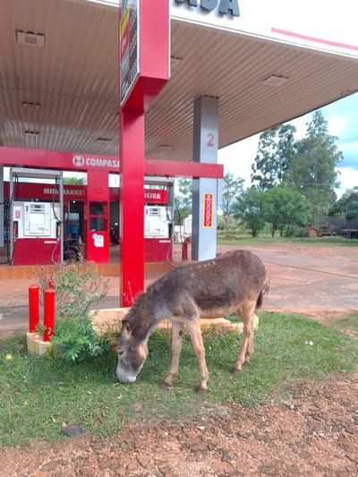 An outdoor scene in Villarrica, Paraguay, captures a donkey grazing on green grass in front of a modern gas station. The donkey, with a brown and grey coat, is positioned in the lower-left to central foreground, its head down to eat. To its left, two red, cylindrical bollards stand next to green bushes. The ground transitions from lush grass to patchy, reddish-brown dirt and gravel.

In the midground, a red and white gas station operates under a corrugated metal canopy. Several red and white fuel pumps are visible beneath the canopy, displaying the "COMPASA" logo. Behind the pumps, a small building features signage that reads "MINI MARKET" and "OFICINA." A tall red pillar with a black and red price board (details unreadable) stands on the left, while a grey pillar with the large red number "2" is visible on the right. Partially visible above the canopy is text that reads "ADA".

The background reveals a more rural setting with a dirt road or open ground leading to a line of green trees and bushes under a partly cloudy sky. Taller trees are seen further in the distance. The lighting suggests it is daytime, possibly late morning or afternoon, with diffuse light indicative of some cloud cover. The presence of a donkey casually grazing at a gas station highlights a contrast between modern infrastructure and rural life.