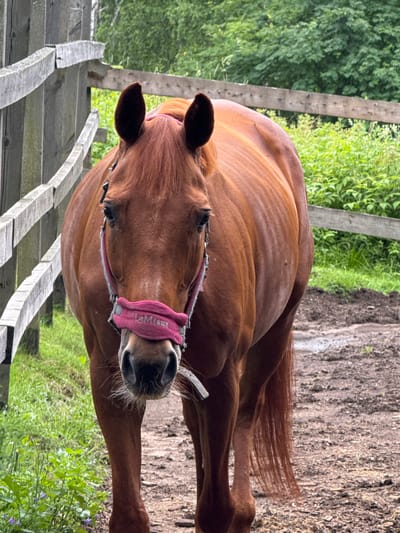 An extreme close-up, chest-up portrait of a reddish-brown horse wearing a pink halter stands facing the camera in an outdoor setting. The horse's head is prominent, with dark eyes and prominent, dark brown ears. A pink halter with gray trim is visible around its muzzle and over its head. The horse's coat appears smooth and somewhat ribbed along its flank.
The background consists of a weathered, gray wooden fence running horizontally across the image, with vertical planks. Beyond the fence, lush green foliage and trees are visible, suggesting a natural or rural environment. The ground in front of the horse is a muddy, dirt path, with some sparse vegetation growing to the left of the frame. The lighting suggests an overcast or shaded day. The location is noted as Лемболово-парк Днп, Russia.