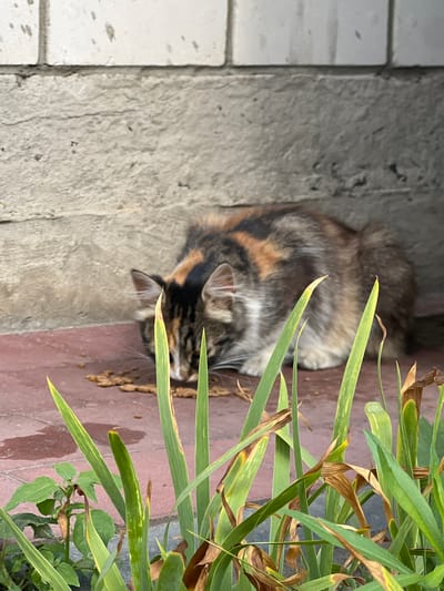 A calico cat with brown, black, and white fur is eating kibble from a reddish-brown tiled surface next to a textured concrete wall. The cat is hunched over its food, with its head down. Green plants with some brown, dried leaves are in the foreground, partially obscuring the cat and its food. The scene appears to be outdoors, possibly in a courtyard or alley. The image does not provide specific visual cues to confirm its location in Sobishchytsi, Ukraine, but depicts a common urban or semi-urban outdoor setting.