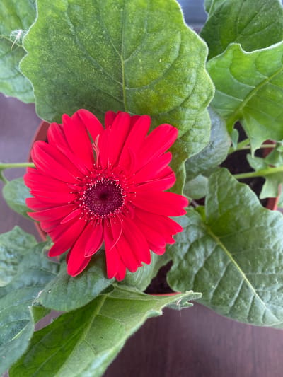 A close-up, eye-level shot features a vibrant red Gerbera daisy blooming amidst lush green foliage. The flower, positioned centrally, displays a rich red hue with delicate white stamens extending from its dark center. Its petals are broad and layered, creating a full, textured appearance. Surrounding the bloom are large, crinkled green leaves, some with a slightly fuzzy texture, especially along their edges. The leaves are deeply veined, adding to their organic character.
The background consists of more greenery and hints of a brown surface, possibly a wooden table or shelf. The lighting suggests an indoor setting, likely during the daytime, with soft illumination that highlights the flower's color and the leaves' textures. There is no visible text in the image. The overall mood is serene and natural, emphasizing the beauty of the single, prominent flower and its surrounding plant. The scene appears to be a still life, focused entirely on the plant's botanical details.