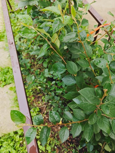 The image is a close-up, eye-level shot of a green leafy bush. The bush has numerous small, dark green leaves and thin, brown branches. Some of the leaves have water droplets on them, indicating recent rain or watering. The bush appears to be growing in or adjacent to a garden bed. A brown metal border runs along the left side of the frame, separating the bush from a concrete path or pavement and grass. In the background, beyond the bush, there is a blurred view of more greenery and what appears to be another section of the brown metal border, angled differently. The overall scene is outdoors and appears to be in a garden or park setting in Koledino, Russia, as indicated by the presence of greenery, garden borders, and paved areas. There are no people or animals visible in the image.