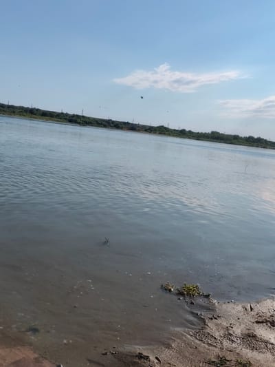 The image depicts a wide, calm river under a clear blue sky with a few scattered white clouds. The sun is high, indicating midday. The water has a gentle ripple and reflects the sky, creating a serene atmosphere. The riverbank is visible in the foreground, characterized by muddy sand and some sparse green vegetation. In the distance, a line of trees forms the opposite bank, with a few power lines and distant structures suggesting a semi-rural or industrial landscape. Several small dark specks in the sky are likely birds in flight. The overall scene is tranquil and natural, with no people or specific human activity readily apparent, except for the distant infrastructure. The colors are muted, dominated by the blues of the sky and water, and the greens of the distant foliage. The setting appears to be a natural body of water in a landscape that is neither entirely wild nor heavily urbanized.