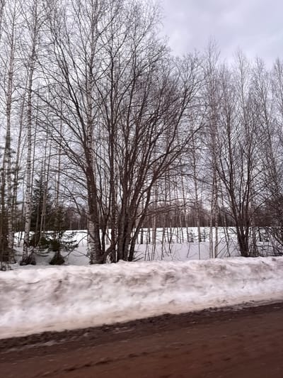 The image depicts a winter scene in Малая Уса, Russia, featuring bare birch trees against a cloudy sky. Snow covers the ground and accumulates on a wooden structure in the foreground. The trees are dense with intricate branch patterns, and the snowy landscape suggests a cold, possibly overcast day.