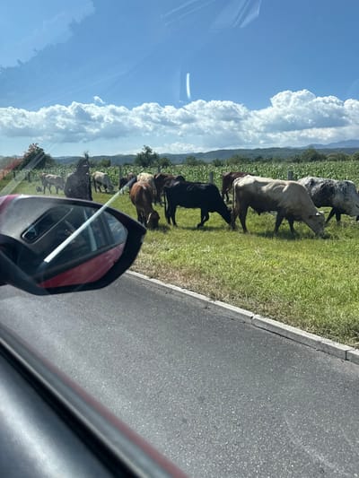 The image depicts a rural scene in San Juan Tejupa, Mexico, viewed from a vehicle. In the foreground on the left, a portion of a red vehicle's side mirror and window frame is visible. Adjacent to the vehicle's position is an asphalt road, delineated by a concrete curb.
To the right of the road, a herd of approximately 15-20 cattle of various colors, including black, brown, white, and mottled gray, are actively grazing in a green pasture. Some animals display visible humps. A single individual, characterized by dark hair and a patterned garment, is partially visible standing among the cattle on the left side of the pasture.
Beyond the pasture, a field of tall green crops, consistent with corn, extends towards the background. Wooden fence posts are sparsely visible within this crop field. The horizon features distant green mountains under a clear blue sky with large, scattered white cumulus clouds. The scene is illuminated by direct sunlight.