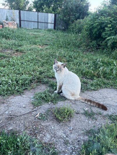 A light-colored cat with blue eyes and brown markings on its tail is sitting on a dirt path surrounded by green foliage. The cat is looking towards the camera. In the background, there is a corrugated metal fence. The scene appears to be outdoors, possibly in a yard or undeveloped area, in Oktyabrskoye, Kazakhstan. The lighting suggests it is daytime, with some shadows indicating the sun's position. The ground is a mix of dirt, gravel, and low-lying plants.