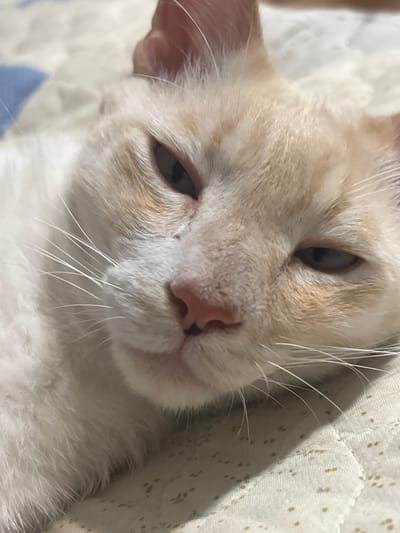 A close-up, eye-level shot shows the face of a cream-colored cat lying on a quilted surface. The cat's eyes are mostly closed, with a sliver of dark iris visible. Its nose is a light pink color, and long, white whiskers extend outwards from its snout. The cat's fur is a mix of cream and light brown markings around its eyes and ears. The background appears to be a quilted blanket with a pattern of light blue and white squares. There are no people or other animals visible in the image. The setting does not provide enough information to determine its location in the city of Прогресс, Russia.