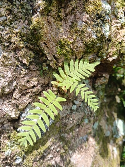 A close-up shows light green ferns growing on the textured bark of a tree. The bark is covered in patches of green moss and some white lichen. Sunlight illuminates the scene, creating shadows across the rough surface of the tree. The focus is sharpest on the ferns, highlighting their delicate fronds against the backdrop of the weathered tree trunk.