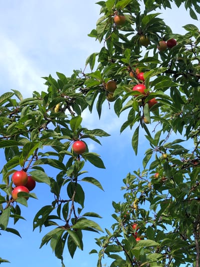 This is a low-angle, full-frame, outdoor, eye-level shot of a plum tree laden with fruit against a clear blue sky. The tree branches are thick and dark, covered with vibrant green leaves. Clusters of ripe plums, predominantly red and some with a yellowish blush, hang from the branches. The plums vary in size, with some appearing larger and rounder while others are smaller and more oval. The sky is a bright, cloudless blue, suggesting a sunny day. The image does not contain any people. The scene depicts a natural, outdoor setting focused on the fruiting tree.