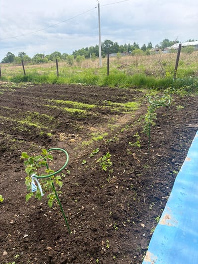 This image captures an outdoor scene, likely a garden or agricultural plot, in Valdgeym, Russia, under an overcast sky during the daytime. The foreground is dominated by dark, cultivated soil, which appears recently tilled or prepared for planting. Scattered throughout the soil are small, emerging green plants and some weeds, indicating active growth.

Two young plants, possibly berry bushes like raspberries, are visible in the foreground and mid-ground. Each plant is supported by a circular green plastic or metal ring and a straight green stake, helping to guide their growth. The plant in the immediate foreground has a small piece of light blue or white material, possibly a tag or marker, tied around its stem. Faint, indiscernible text or a pattern might be present on this material.

To the right, a bright blue tarp or sheet is visible, partially covering the ground or acting as a border. In the mid-ground, extending towards the left, are parallel rows of light green grass, possibly representing rows where crops are not yet fully established or areas of ground cover.

The background features a chain-link fence, supported by both wooden and concrete posts, running horizontally across the scene. Beyond the fence, there is an expanse of green grass and numerous trees, suggesting a rural or semi-rural setting. A utility pole with wires is visible on the far left, extending upwards towards the cloudy sky. The overall impression is one of a working garden or farm plot in an early stage of the growing season.