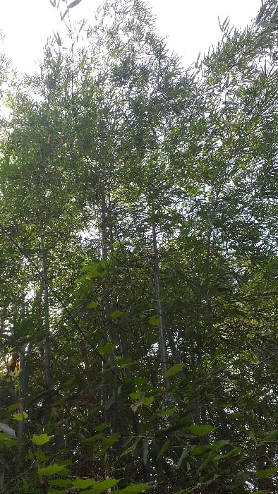 The image displays a dense stand of bamboo and other green foliage, observed from a low-angle perspective, consistent with an outdoor natural environment in Serdang, Indonesia. Numerous slender, dark bamboo culms extend vertically through the frame, largely obscured by their abundant, narrow green leaves. Bright, diffused sunlight penetrates the canopy from above, creating overexposed areas of white sky in the upper portion of the image. In the foreground and mid-ground, broader, lighter green leaves from an indeterminate plant species are interspersed among the bamboo, contributing to the dense vegetation. No human subjects, animals, man-made structures, or actions are present; the scene is static and exclusively botanical.