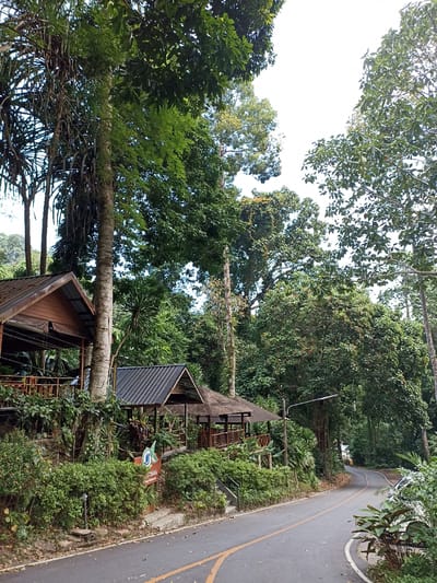 This image presents a serene, verdant landscape dominated by dense tropical forest and a winding paved road. On the left side, two inviting wooden structures with dark, pitched roofs are nestled into a lush green hillside. These buildings, possibly bungalows or open-air restaurants, feature wooden railings and balconies, blending seamlessly with the surrounding foliage. Tall, mature trees with thick trunks rise prominently, their canopies forming a rich, green ceiling over much of the scene, with patches of bright, clear sky visible above.

The asphalt road, marked with distinct yellow double lines and white edge lines, curves gently to the right, disappearing into the distance. A white car is partially visible parked on the right side of the road further down. Lush vegetation, including various bushes and plants, lines both sides of the road, emphasizing the natural environment. Streetlights are intermittently spaced along the roadside.

Near the base of the wooden structures, a sign with a prominent green and blue logo is visible. Below the logo, Thai script is present. Although partially obscured and distant, parts of the Thai text appear to read "บ้าน" (Baan, meaning house or home) and "เขาหลัก" (Khao Lak), which is a known tourist destination in Thailand. The scene depicts daytime under fair weather conditions. The overall impression is one of a tranquil retreat or establishment set amidst the natural beauty of a tropical forest, consistent with the Khok Kloi, Thailand location. No people are visible.