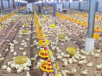 The image shows a crowded poultry farm in Palohdama, Indonesia, filled with a large number of young chickens. Rows of yellow and red feeders are suspended above the floor, which is covered with wood shavings. Numerous yellow chicks are gathered around the feeders and scattered throughout the space. The farm appears to be indoors, with artificial lighting illuminating the scene. The environment is utilitarian, designed for large-scale chicken rearing.