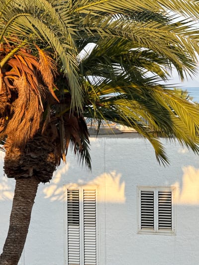 In the city of Aguadulce, Spain, a large palm tree with lush green fronds dominates the upper portion of the image, casting dappled shadows on a white stucco wall. The tree's trunk is thick and textured, with dry, brown fronds hanging from its base. Below the palm tree, two white shuttered windows are visible on the wall. The window on the left is taller and divided into two sections, while the window on the right is smaller and square. The scene is bathed in warm, golden sunlight, suggesting it was taken during either sunrise or sunset. The background shows a hint of the sea and a distant horizon.