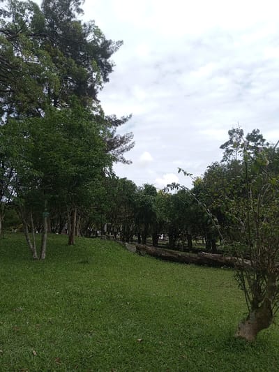 A grassy park slopes upward towards a treeline under a cloudy sky. Several trees with light-colored trunks stand on the left, leading to a row of darker green trees in the background. A fallen log lies near the edge of the grassy area. On the right, a bush with sparse foliage and a thick trunk sits near the foreground. A tall, dark tree with dense foliage looms over the left side of the scene.